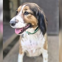 ROXANE, chienne à adopter