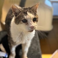 GRISOU A17311, chat à adopter