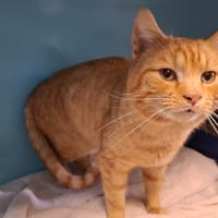 ETE, chat à adopter