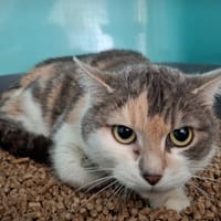 BISCOTTE, chatte à adopter