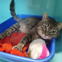 MOKA, chat à adopter