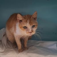 TRACE, chatte à adopter