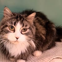 Linda CAB5275, chatte à adopter