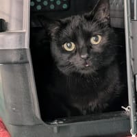 Izis, chatte à adopter