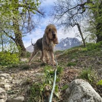 BASIL, chien à adopter