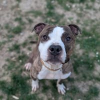 Tay'son, chien à adopter