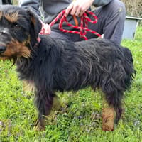 PARKER, chien à adopter