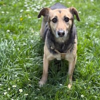 Cookie CAA15103, chienne à adopter