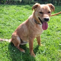 HARU, chien à adopter