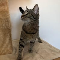 Olive Réservée, chatte à adopter