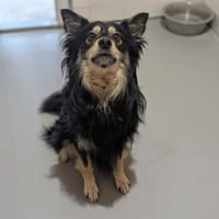 DIEGO, chien à adopter