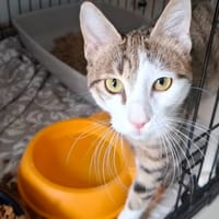 TITI, chat à adopter
