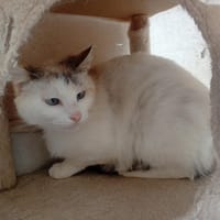 FRIDA, chatte à adopter