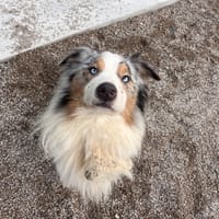 UBY, chien à adopter