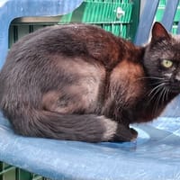 VECTRA, chatte à adopter