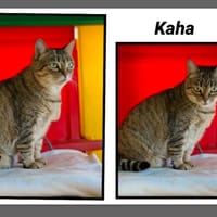KAHA, chatte à adopter