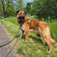 STAN, chien à adopter