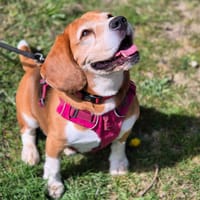 PACO, chien à adopter