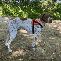opium, chienne à adopter