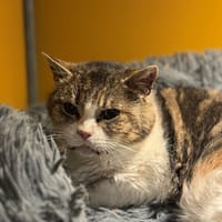 LOU A17382, chatte à adopter