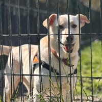 EDGAR, chien à adopter