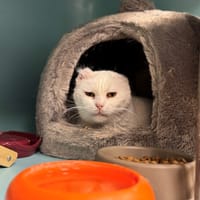 CANNELLE A17342, chatte à adopter