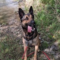 SAÏKO, chien à adopter