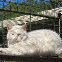 Nénou, chatte à adopter
