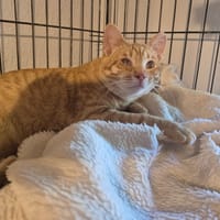 BONIATO, chat à adopter