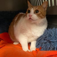 JOANA, chatte à adopter