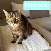 PAPICHOU, chat à adopter