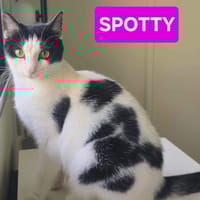 SPOTTY, chatte à adopter