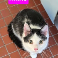 AKIKO, chatte à adopter