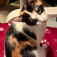 PLUMETTE, chatte à adopter