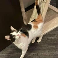 PLUMETTE, chatte à adopter