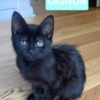OIGNON, chat à adopter