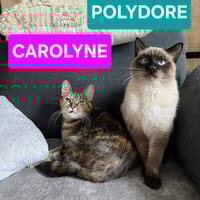 CAROLYNE ET POLYDORE, chatte à adopter