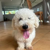 Harry Bichon d'amour, chien à adopter