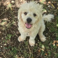 Loulou le foufou, chien à adopter