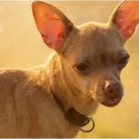 Monsieur Coco !, chien à adopter