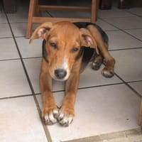 BLISS la malicieuse, chienne à adopter