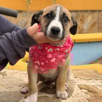 SUSI (LARA), chienne à adopter