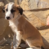 PUMBA (LARA), chien à adopter