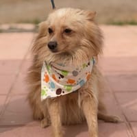 PEPPER (LARA), chien à adopter