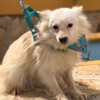 FIGO (LARA), chien à adopter