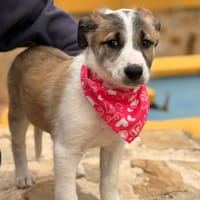 EMMA (Lara), chienne à adopter