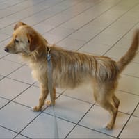 ISTHA, chienne à adopter