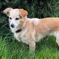 KAWA, chienne à adopter