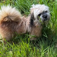 SUNKA, chien à adopter