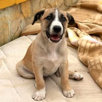 ELY (LARA), chienne à adopter